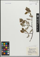 Foto von Salix appendiculata Vill.